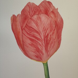 Tulpe in Aquarellfarben A4-Format