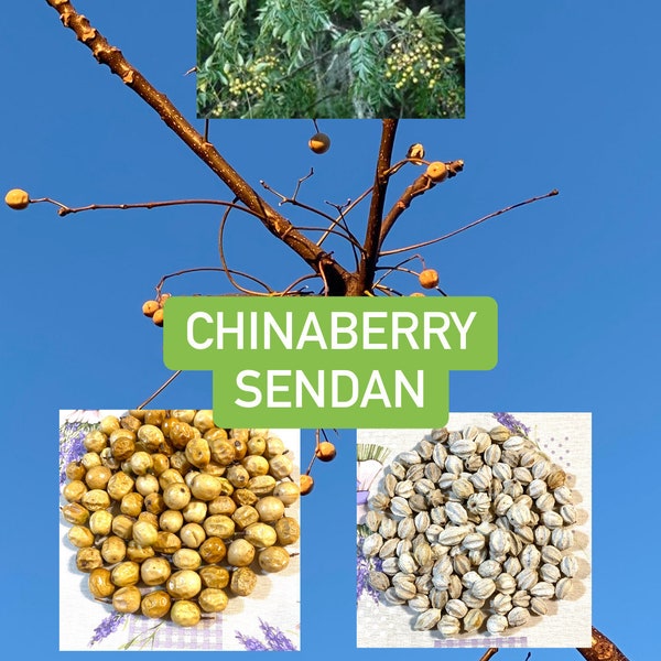 CHINABERRIES, Sendan, Persian Lilac, The Pride of India~ Ritual, Divination, Protection,Mala beads, Rosaries,Spells, Cleansing(100grams/pcs)