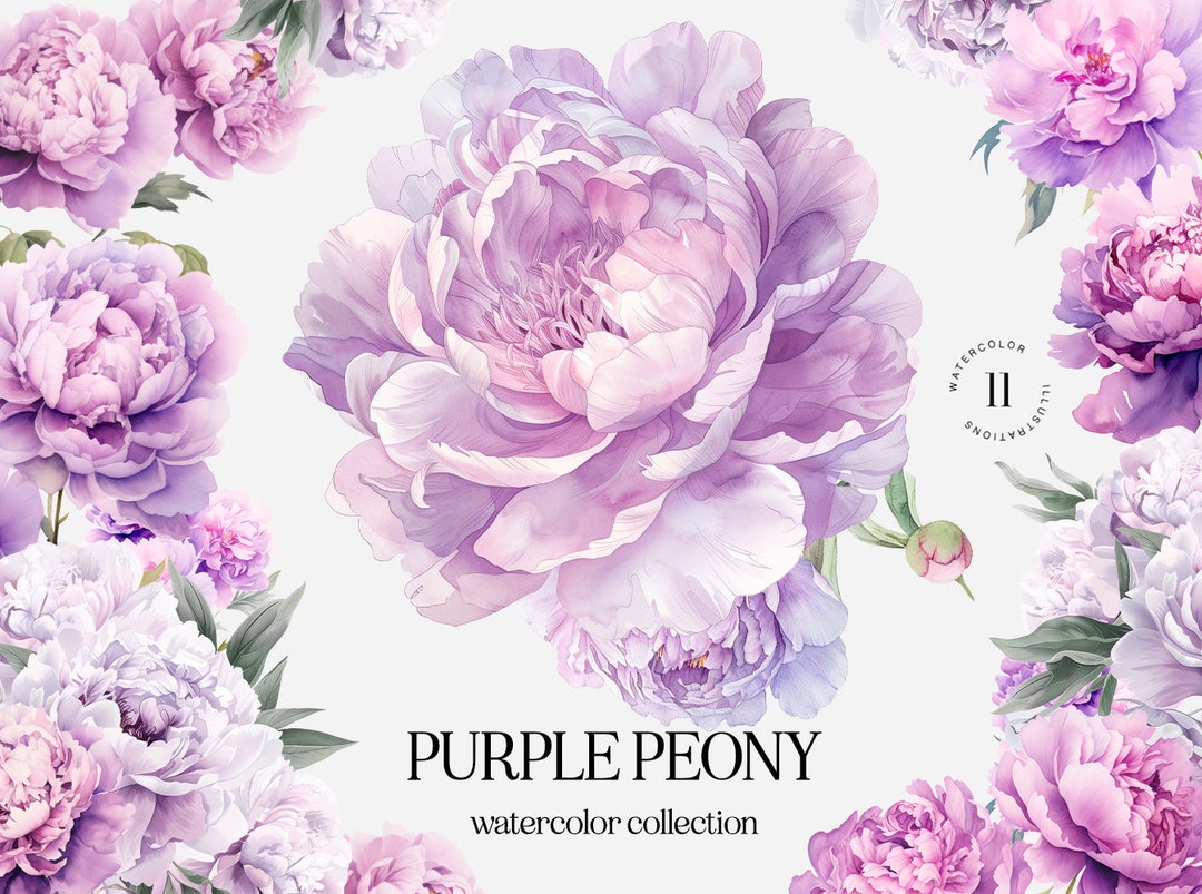 Watercolor Purple Peonies Clipart: Wedding Floral PNG (digital Download ...