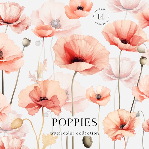 Clipart doux de coquelicot aquarelle. Illustrations de coquelicots rouges. Bouquets de pavot aquarelle. Clipart floral. Mariage numérique bricolage PNG