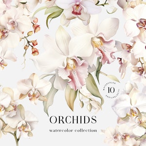 Aquarel orchidee clipart. Witte aquarel bloemen bruiloft clipart png. Orchideekrans, randen. Orchideeboeketten clipart. Digitale bloemen, png