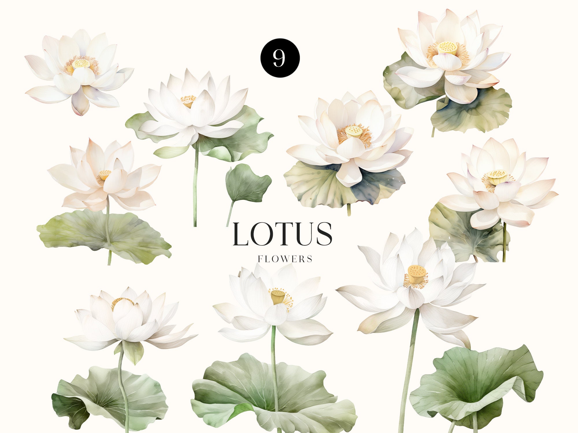 Watercolor White Lotus Floral Clipart Dreamy Flowers Png - Etsy