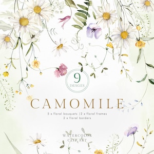 Camomille Camomille Wildflowers Aquarelle Meadow champ blanc floral fleurs clipart cadre bouquet frontière mariage logo png feuilles printemps rose
