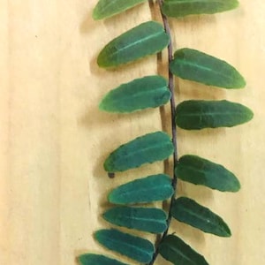 A Marcgravia umbellata Rooted ( Medium)