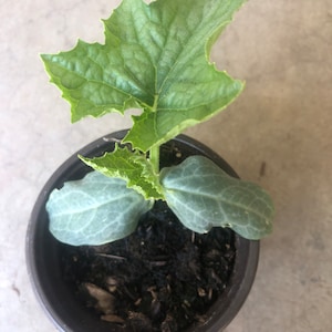 A Loofah Plant LIVE  in 4" pot     organic