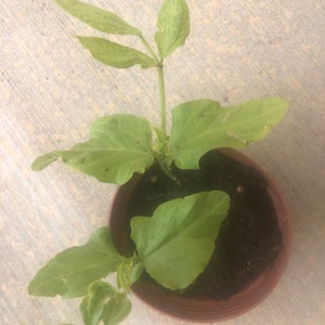 2 Bean plants in a 4" pot /Yard Long Green / None GMO / Organic