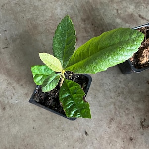 A one year loquat  tree/live in a 4’’ pot/ 8” high