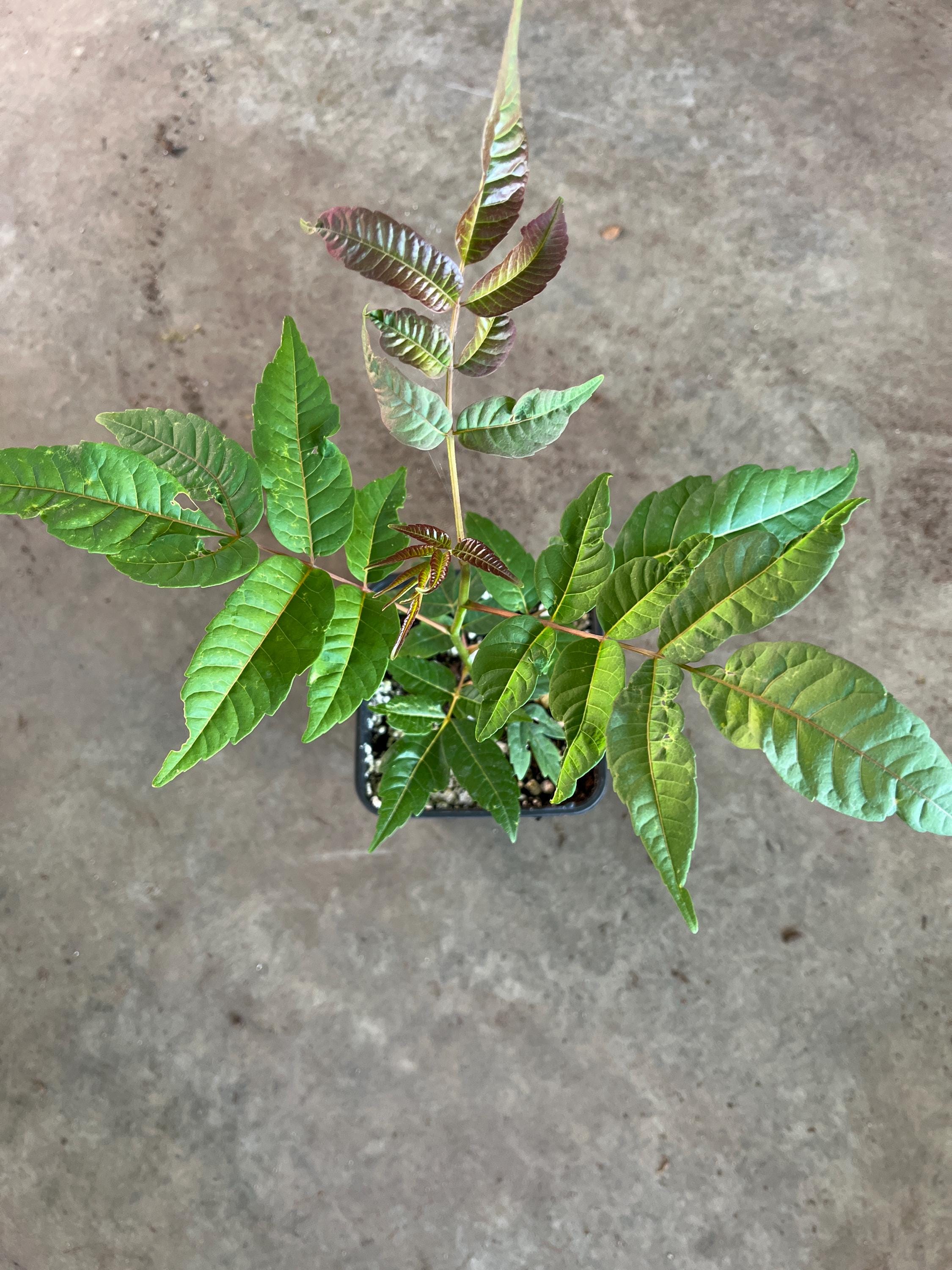 Live Chinese Toon Tree, Organic Edible Leaves, Heirloom Non GMO - Etsy