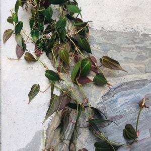 Philodendron Micans live plant