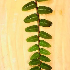 A Marcgravia umbellata Rooted (Larger)