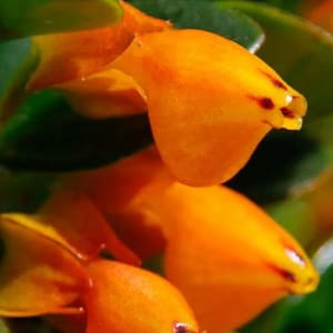 May include: Close-up of vibrant orange flowers with a unique, tubular shape and small red markings. The flowers are set against a backdrop of green leaves, creating a striking contrast. The image highlights the intricate details of the blooms.