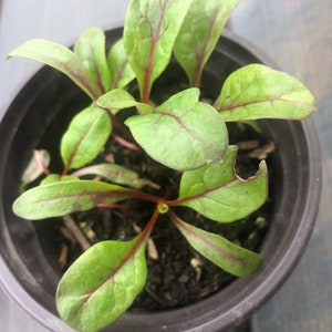 5 live Chard Swiss /Vulcan plant in a 4" pot, Organic growth