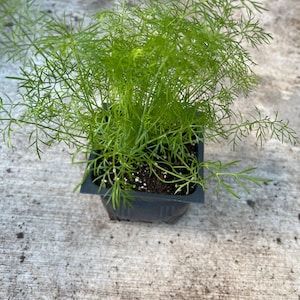 fennel live plants in a 4&quot; pot . Foeniculum vulgare organic grow/ NO pesticide/NO chemical used