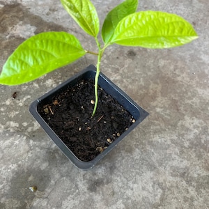 May include: A small avocado plant with bright green leaves in a black square pot filled with dark soil. The plant has a single stem with several large, textured leaves. The pot sits on a gray concrete surface.