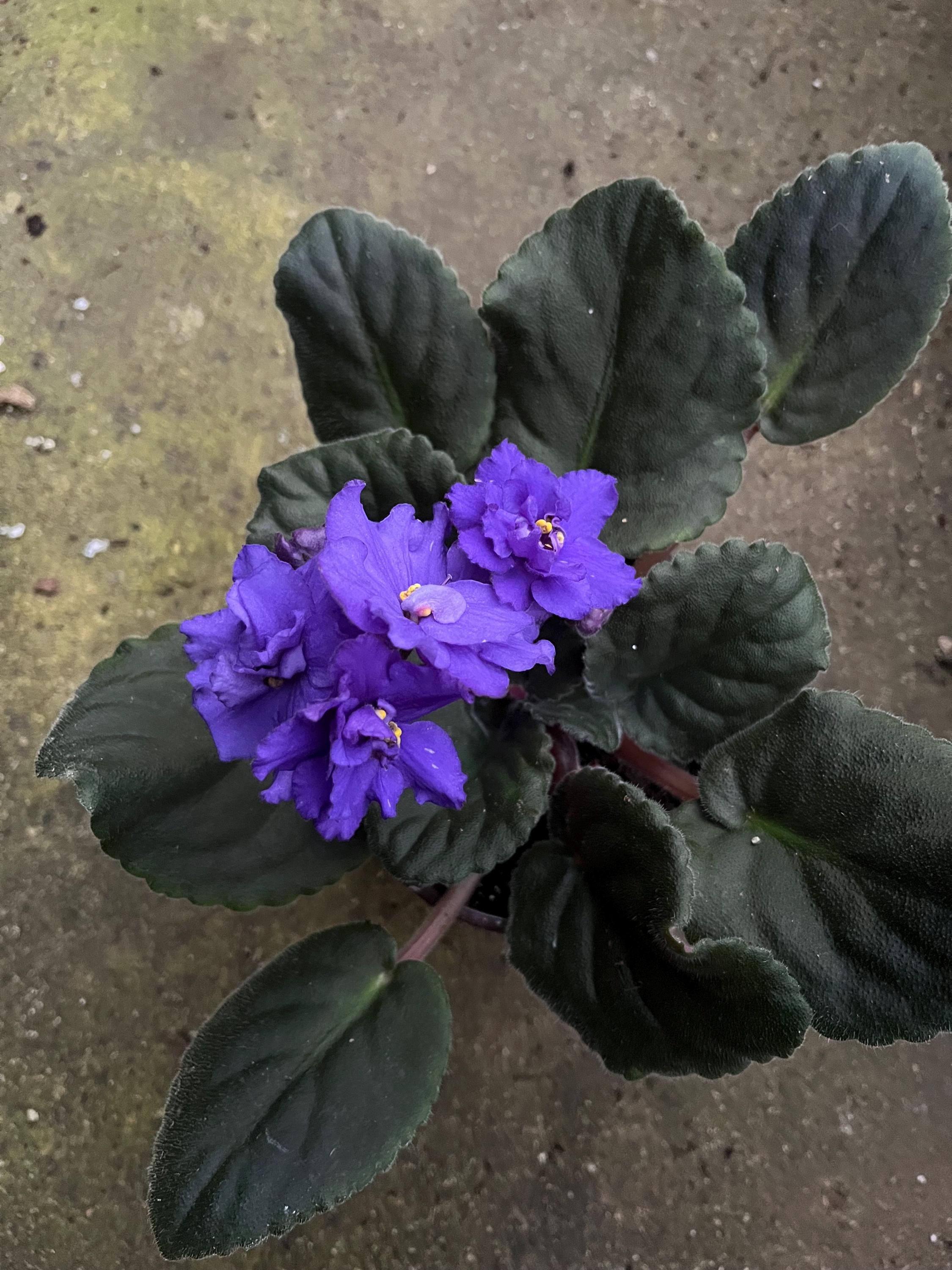 Africa Violet Live Plant in a 4” Pot - Etsy
