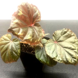 Begonia Ignita 3pot Terrarium image 5