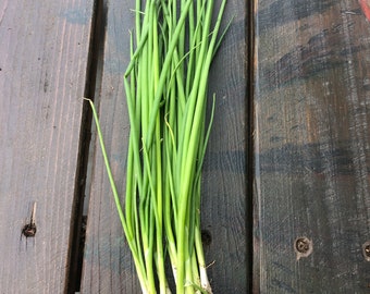 a bunch of 15 bare roots organic green onions , for Planting, Gardening. Green Chinese (ShanDong) Onion,  Allium Fistulosum