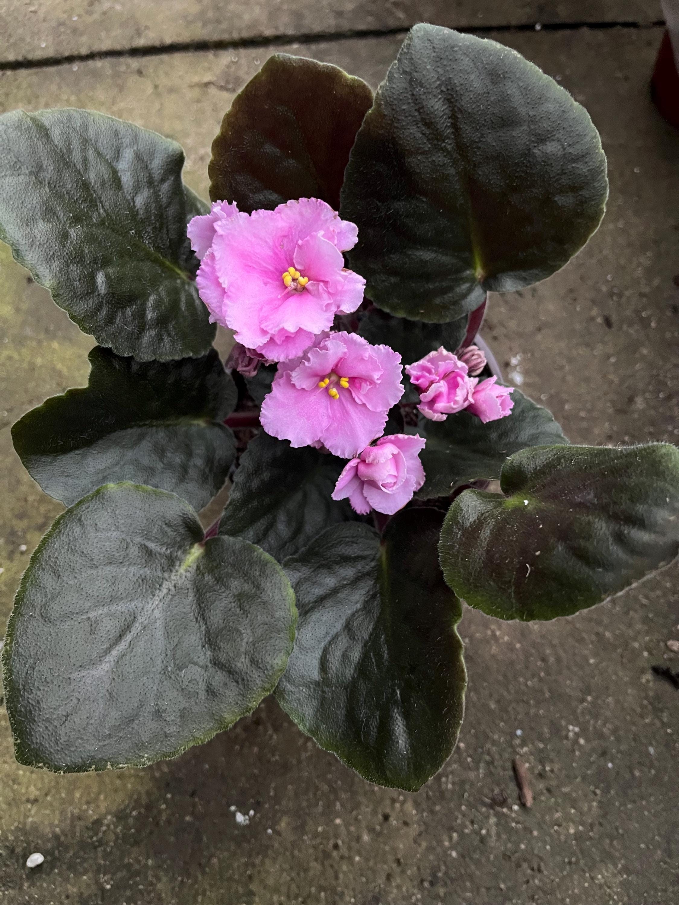Africa Violet Live Plant in a 4” Pot - Etsy