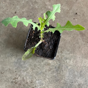 Used Plant Pots - Etsy