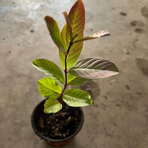 a one year guava tree live in a 4’’ pot/red inside / 8”-10””high
