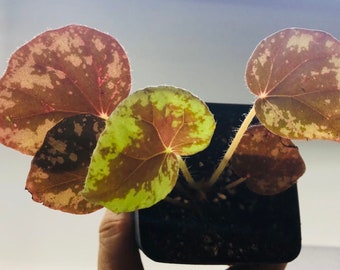 A begonia nigritarum 5 leaves live plant in 3" pot