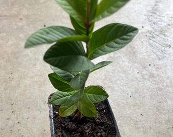 Puede incluir: Una planta de guayaba joven con hojas verdes y ovaladas que crecen desde un tallo central. La planta está en una maceta pequeña de plástico negro de forma cuadrada, llena de tierra oscura y húmeda con una textura visible.
