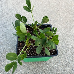 May include: A young peanut plant with vibrant green, oval-shaped leaves growing in a square, black plastic nursery pot filled with dark potting soil. The plant features multiple stems extending upwards and outwards from the center of the container.