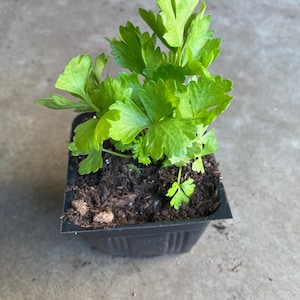 May include: A small, leafy green plant in a black square pot. The plant has bright green, textured leaves and is set against a neutral background. The soil is dark brown. The plant appears to be a culinary herb.