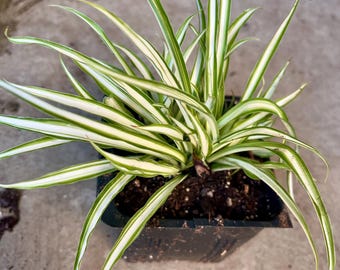 variegated spider plant in 4'' pot/