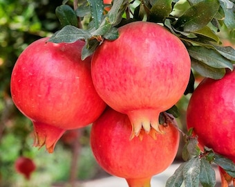 Parfianka pomegranate live plant in one gallon pot/ 1-1.5 feet tall/self-pollinating