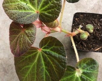 Begonia manaus in 3" pot