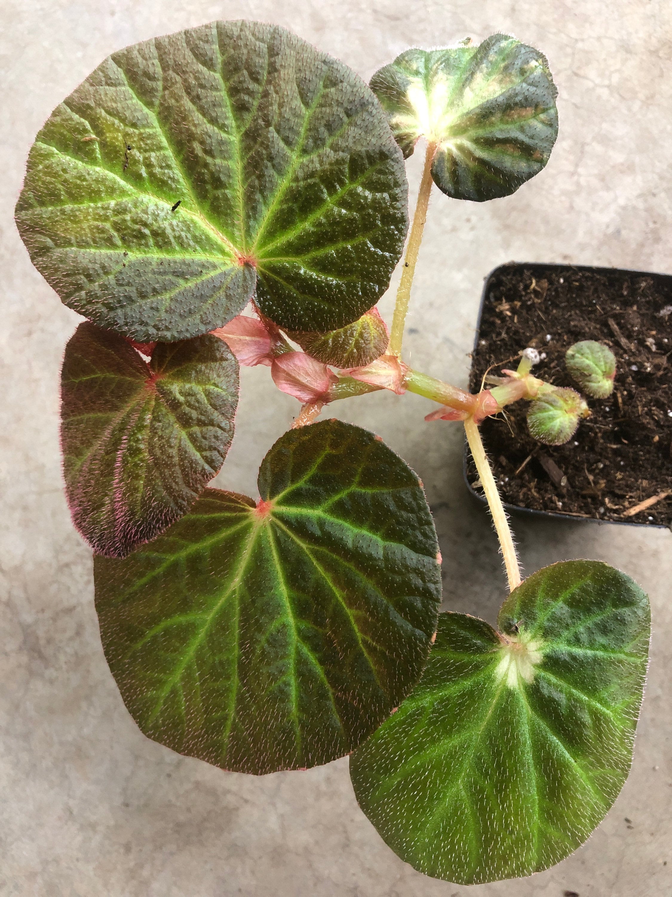 Begonia Manaus in 3