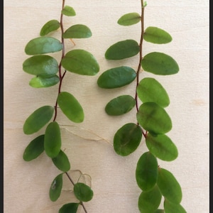 Marcgravia sintenisii cutting