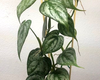 cactus soil zz plant ZZ Plant (Zamioculcas Zamiifolia)  Desert Rose Cactus Lounge