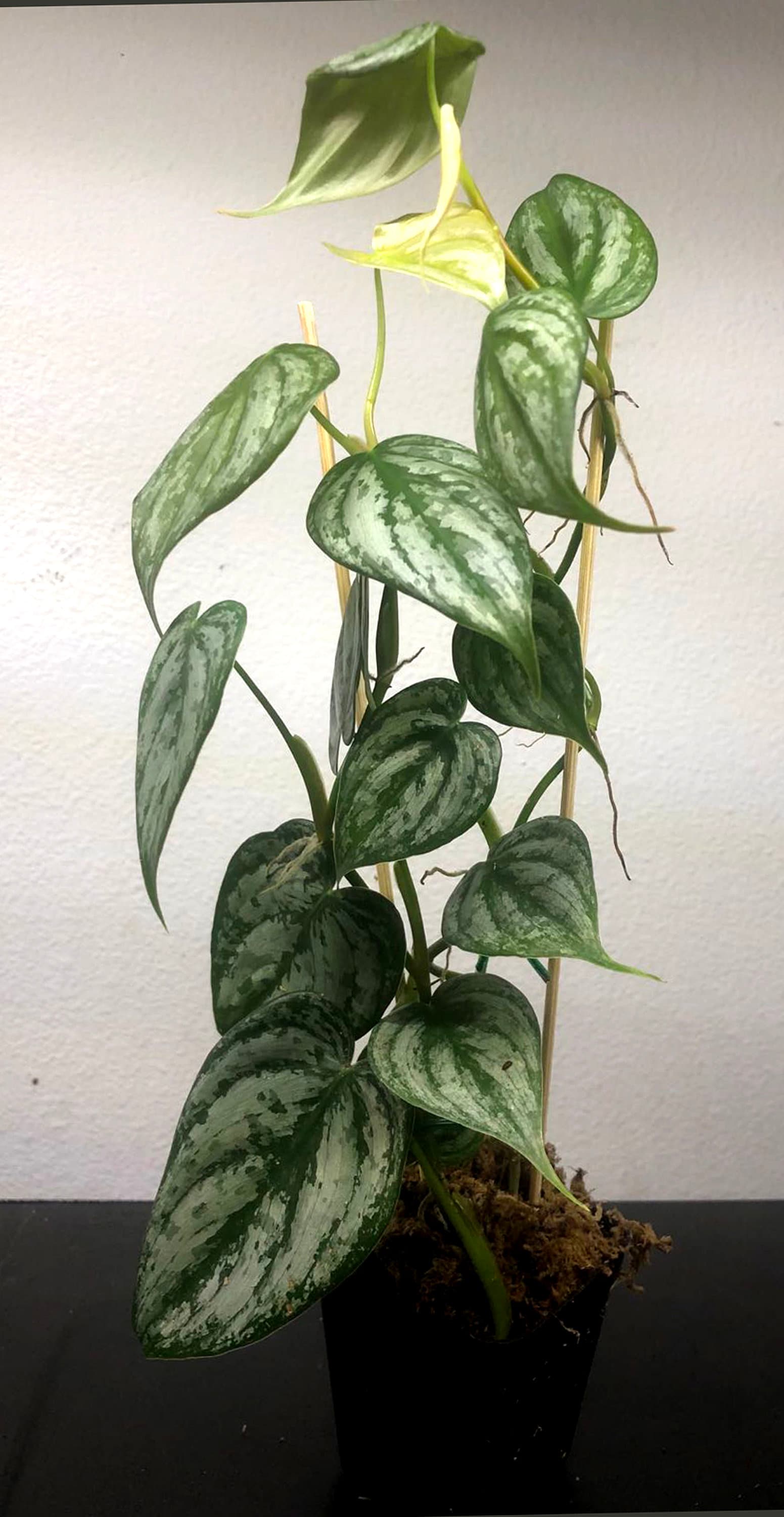 buy snake plants online Buy best quality snake plant online in Bangalore from Plantsden