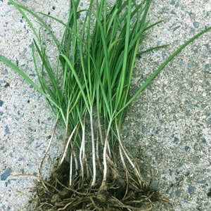 May include: A bunch of green plants with long, thin leaves and a thick, brown root system. The plants are growing in a cluster and have a natural, earthy appearance.