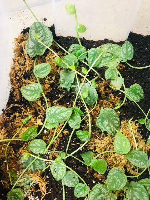 Monstera Dubia / Bare ROOTED - Etsy