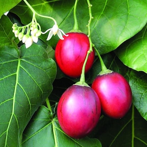 May include: Three smooth, oval-shaped tamarillo fruits with vibrant red and purple skin hanging from green stems. The fruits are surrounded by large, broad, deep green leaves with visible veins and a small cluster of white star-shaped flowers.