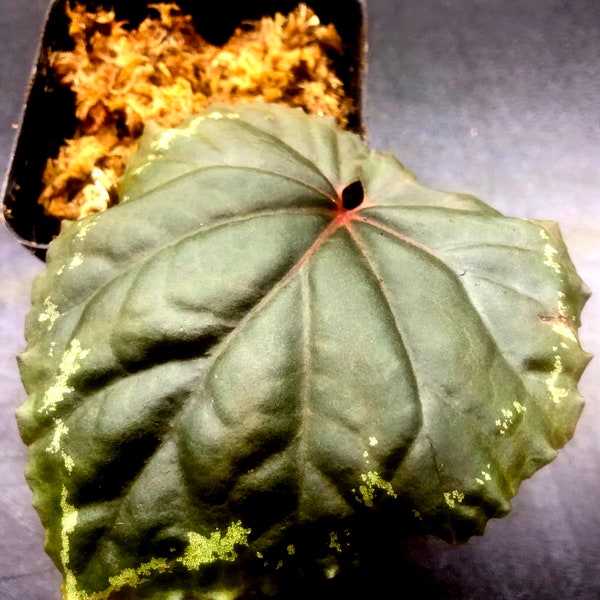 Begonia Ignita  3”pot Terrarium