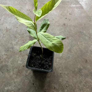 A white pear  guava tree live in a 4’’ pot/King Kong Guava/white inside / 10” tall around