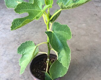 Kadota Fig Live Plant - Ficus Carica Fruit Tree In 3-Inch Pot From Wellspring Gardens