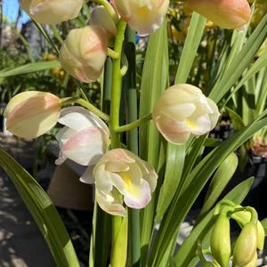 May include: A potted Cymbidium orchid plant featuring multiple stems with pale cream-colored flowers. The petals exhibit soft pink-tinted edges and yellow centers. Long, slender, vibrant green leaves extend upward from the base of the plant.