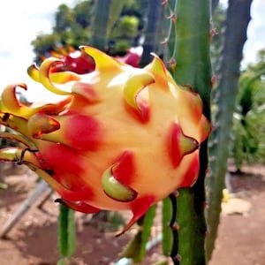 May include: A close-up of a dragon fruit, showcasing its vibrant colors. The fruit has a yellow and red exterior with green tips, attached to a green cactus stem. The fruit's texture is bumpy and irregular, with a few other fruits in the background.