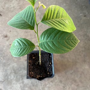 May include: A small guava plant in a black plastic pot. The plant has several large, green leaves with prominent veins and a light green stem. The leaves are oval-shaped and have a slightly textured surface. The plant is set against a neutral background.
