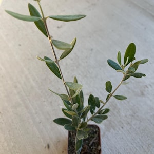 A dwarf olive live plants in a 4&quot; pot