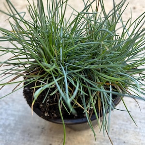 2 Blue fescue (Festuca glauca) grass live plant in a 4” pot