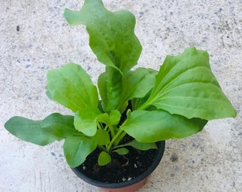 plantain plant live in 4"pot /Wild /Perennial Plantain /Native Medicinal/Organic grows/ NO pesticide/NO chemical used
