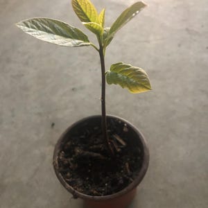 May include: A small avocado plant in a brown plastic pot. The plant has a dark stem and several green leaves with a yellow tint. The pot is filled with dark soil, and the background is a gray surface.