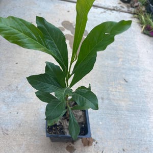 May include: A young green plant with elongated, pointed leaves growing from a small, square black plastic nursery pot. The plant features a central stem with multiple branches of vibrant green foliage, showing visible leaf veins and a smooth texture.