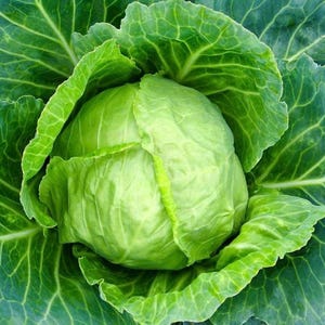 May include: A fresh head of green cabbage featuring a dense, rounded center surrounded by layers of broad, ruffled leaves. The vegetable displays various shades of vibrant green, with prominent white veins running through the textured foliage.